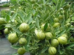 The centennial variegated kumquat is larger and sweeter than most kumquats. Centennial Kumquat Tree Just Fruits And Exotics