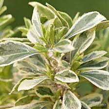 Dogwood shrubs and trees are landscaping royalty, offering colorful flowers, fall foliage, structure, and nice winter bark. 14 Beautiful Shrubs That Will Thrive In Shady Yards Shade Shrubs Winter Shrubs Broadleaf Evergreen