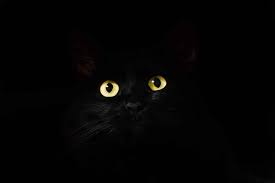 Unique female cat names & unique male cat names and unisex names for. Black Cat Names From Ebony To Twilight Ranked By Popularity