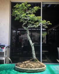 Image result for Libidibia coriaria