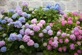 Hy Dran Gea Hiˈdranjə Learn To Pronounce Noun Noun Hydrangea Plural Noun Hydrangeas Noun Common Hydrangea P Plants Flowering Shrubs Flowers Perennials