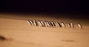 Penguins at Philip Island
