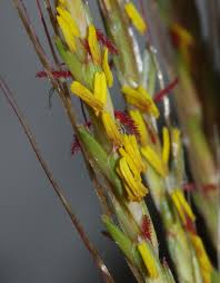 Image result for Trachypogon spicatus