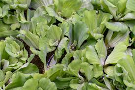 Image result for Pistia