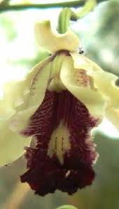 Image result for Vernonia thomsoniana