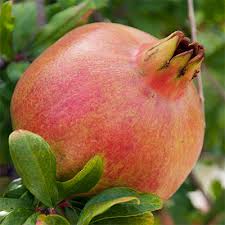 Image result for Punica granatum