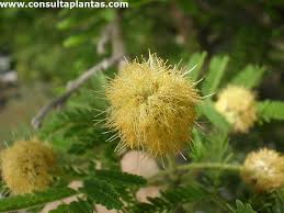 Image result for Acacia hebeclada