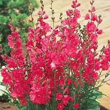 X arendsii will suffer and crisp up in full sun, but also fail to reach their full flowering peak if located in deep shade. Red Mini Hollyhock Shade Flowers Full Sun Perennials Flowers Perennials