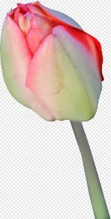 Share a gif and browse these related gif searches. Sakura Flower Tulip Pink Flower Animated Gif Fire Gif Flower Plants 430142 Free Icon Library