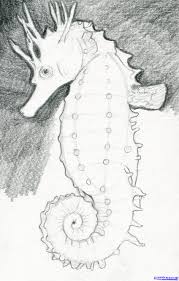 Follow the simple instructions and in no time you've created a great looking seahorse drawing. Sea Horse Images To Draw