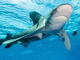 Maybe you would like to learn more about one of these? Sharks Suffered Mysterious Mass Extinction 19 Million Years Ago Study