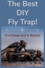 They breed outdoors and can come into the home (i.e. Pest Control Bracelets Falco Pest Control Uvalde Pest Control Banksy Thomas Commercial Pest Control Company Diy Fly Trap House Fly Traps Get Rid Of Flies