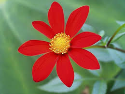 Pin On Daisy Family Asteraceae