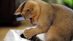 Kucing kembar lucu dan gemesin banget youtube. Free Download Gambar Gambar Kucing Foto Kucing Lucu Wallpaper Kucing Imut 1600x1000 For Your Desktop Mobile Tablet Explore 49 Gambar Wallpaper Lucu Gambar Wallpaper Lucu Gambar Wallpaper Islam Gambar Wallpaper Cantik