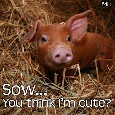 Top 10 Reasons Not To Eat Pigs Peta Baby Pigs Cute Pigs Pig
