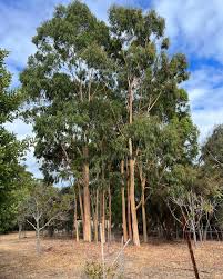 Image result for Eucalyptus citriodora