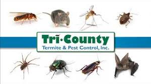 How do you know if you have a termite infestation? Pest Control Services Nj Philadelphia Pa De Maryland