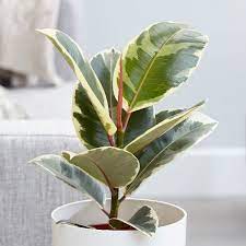 Buy Rubber Plant Ficus Elastica Tineke