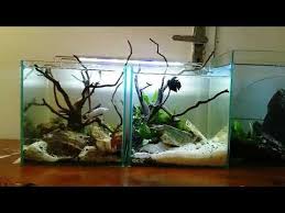 Youtube Betta Fish Tank Betta Fish Betta