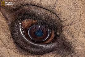 These Extraordinary Close Up Photos Of Animal Eyes Look Out Of This World Animals Eyes Rhinoceros Animals Beautiful