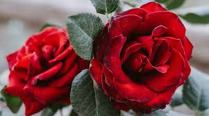 The seven days of love are celebrated with great fervour and enthusiasm and cities are painted red be it malls. World Rose Day 2020 Here S Everything You Need To Know Lifestyle News The Indian Express