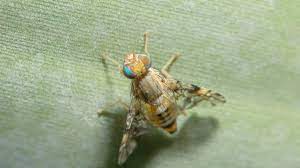 How To Get Rid Of Fruit Flies In 4 Simple Steps Fruit Flies Fruit Fly Trap Fly Traps