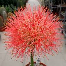 Image result for Scadoxus multiflorus