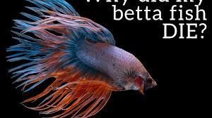 Maybe you would like to learn more about one of these? Top 6 Reasons Betta Fish Die And How To Prevent It Pethelpful