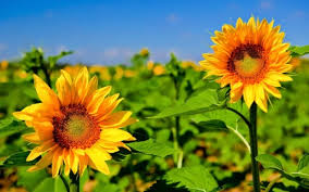 11 gambar pemandangan bunga sakura bergerak di 2020 bunga. Wallpaper Bunga Matahari Flower Sunflower Flowering Plant Plant Yellow Sunflower Petal Sky Sunflower Seed Asterales 2064544 Wallpaperkiss
