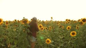 Besar, biasanya berwarna kuning terang. Fabrica De Girasol Stok Video Fabrica De Girasol Rekaman Bebas Royalti Depositphotos