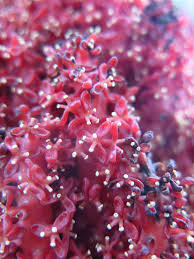 Image result for Sarcophyte