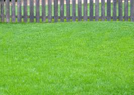 In addition, the lawn will burn less during the summer period. Early Spring Lawn Care Neil Sperry S Notes