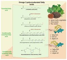 Image result for Fatty Acid