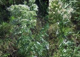 Image result for Mikania sagittifera