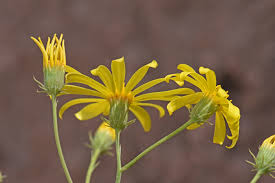 Image result for Senecio purpureus