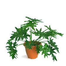Philodendron selloum or philodendron hope easy care indoor plant, dark green leaves, shiny, large and deep lobes. Split Leaf Philodendron Philodendron Selloum Philodendron Hope 0 7m Lush Leaves For Shady Areas Indoors Shopee Singapore