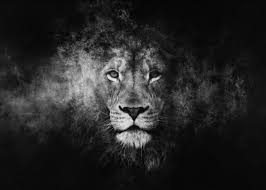 Black And White Lion Wallpaper Iphone White Lion Poster Print By Bilawal Khan Displate In 2020 Lion Hd Wallpaper Lion Wallpaper Lion Pictures
