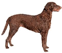 Image result for curly coated retrívr