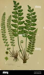 Image result for Asplenium elliottii