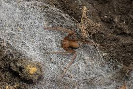 Loxosceles rufescens spiders have been sighted 10. The Mediterranean Recluse Spider Loxosceles Rufescens Dufour 1820 A New Invasive For Socotra Island Yemen Springerlink