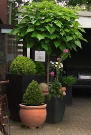 Ball Trompetenbaum 39 Nana 39 Catalpa Bignonioides 39 Nana 39 Bignonioides Potted Plants Patio Ideas Potted Plants Patio Potted Trees