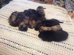 We own both the mother and father of the puppies and have kept australian cattle dogs for over 15 years. German Shepherd Puppies For Sale In Danville Virginia Classified Americanlisted Com
