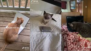 We did not find results for: Laptop Cat Know Your Meme