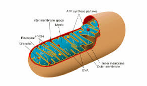 Learn about cell structure and function by viewing quicktime movies and interacting with 3d worlds. Cellular Respiration Gif Blog