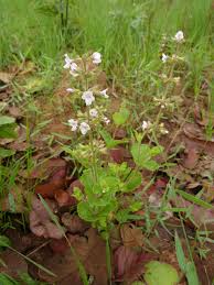 Image result for Endostemon villosus