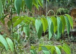 Image result for Afrobrunnichia erecta