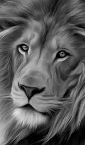 Black And White Wallpaper 4k Phone Iphone Wallpaper Black And White Lion Wallpaper Wallpaper4k Wallpaperhd Wallpaperiphone Wallpaperpc Wallpap Black And White Lion White Lion Lion Painting
