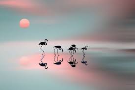 By Natalia Baras Flamingo Art Flamingo Pictures Global Gallery