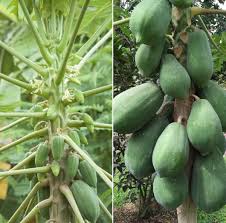 Introduction to papaya pests, diseases, and their control procedure. Papaya Flower And Fruit Drop Causes Control Methods Agri Farming