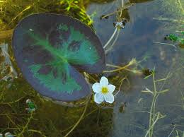 Image result for Nymphoides milnei